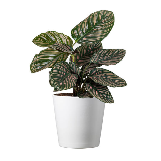 Calathea Ornata Pinstripe, 6" Pot, Stylish Pot Cover Included