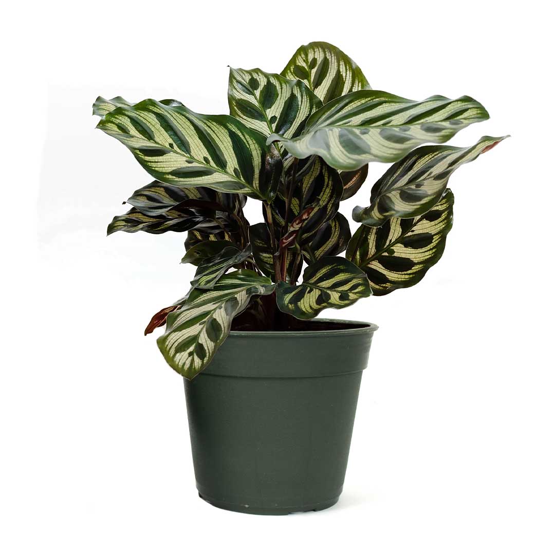 Calathea Makoyana, Live Prayer Plant, Small 4-Inch Pot