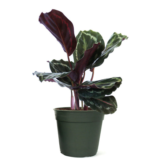 Calathea Medallion, Peacock, Live Prayer Plant, Small 4-Inch Pot