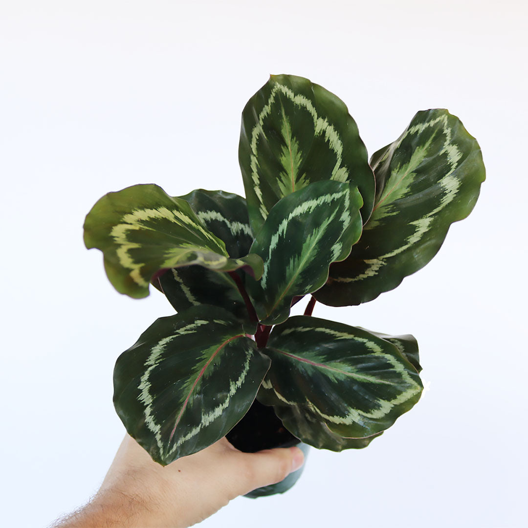 Calathea Medallion, Peacock, Live Prayer Plant, Small 4-Inch Pot