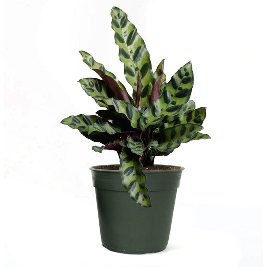 Calathea Rattlesnake Lancifolia, Live Prayer Plant, Small 4-Inch Pot