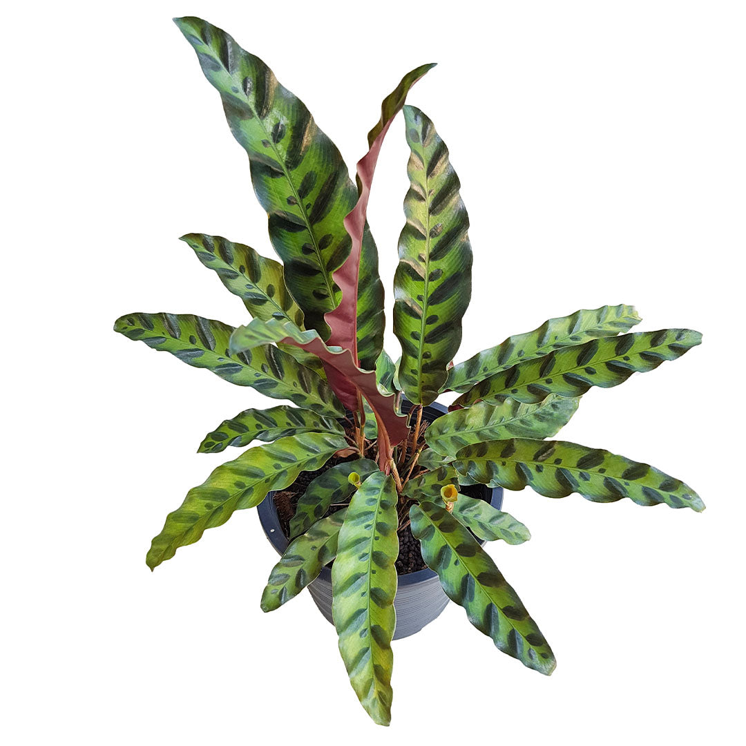 Calathea Rattlesnake Lancifolia, Live Prayer Plant, Small 4-Inch Pot