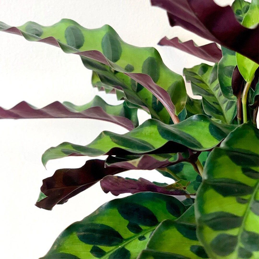 Calathea Rattlesnake Lancifolia, Live Prayer Plant, Small 4-Inch Pot