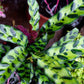Calathea Rattlesnake Lancifolia, Live Prayer Plant, Small 4-Inch Pot