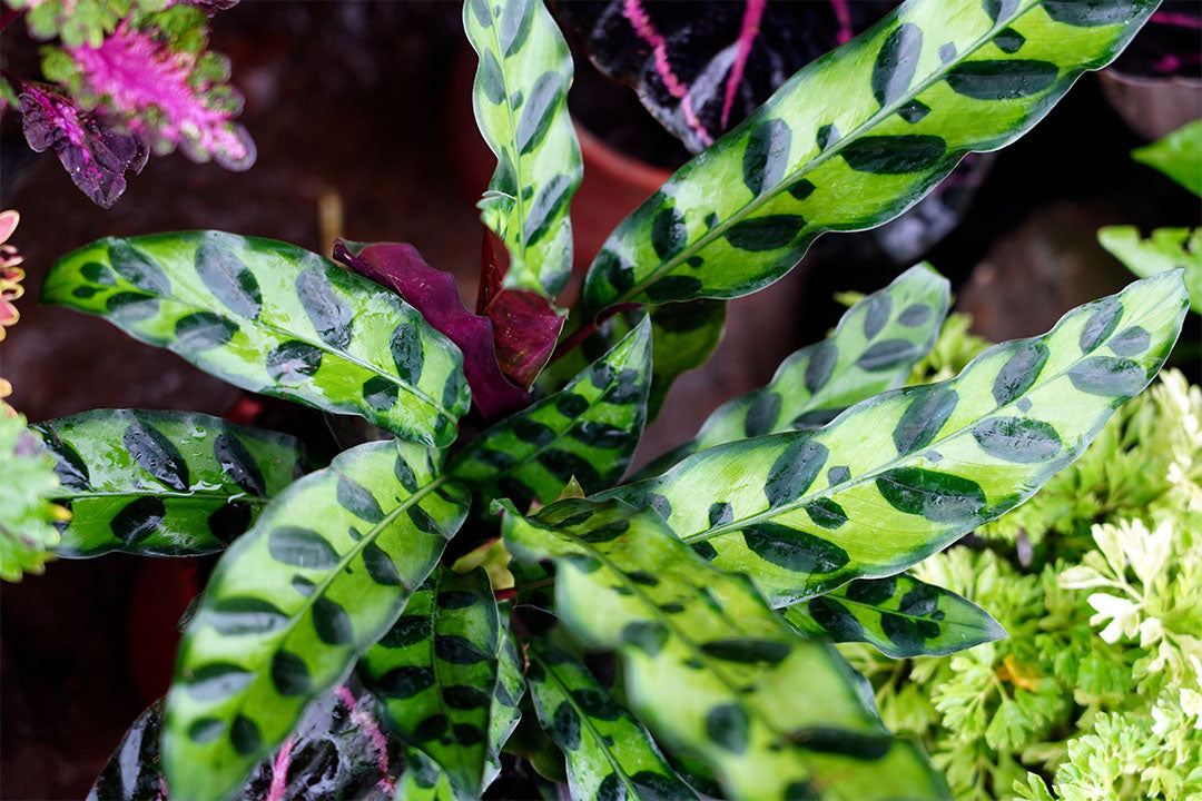 Calathea Rattlesnake Lancifolia, Live Prayer Plant, Small 4-Inch Pot