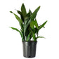 Cast Iron Plant, 10" Pot