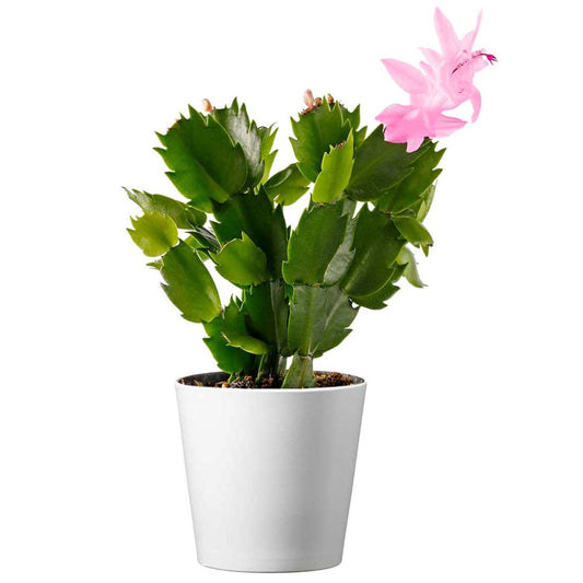 Christmas Cactus Plant, 4-Inch Pot, Stylish Pot Cover Included, Indoor Houseplant, Assorted Colors Growers Choice