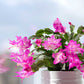 Christmas Cactus Plant, Live Flowering Indoor Houseplant, 4-Inch Pot Pack of 3,  Assorted Colors Growers Choice