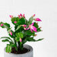 Christmas Cactus Plant, Live Flowering Indoor Houseplant, 4-Inch Pot Pack of 3,  Assorted Colors Growers Choice