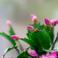 Christmas Cactus Plant, Live Flowering Indoor Houseplant, 4-Inch Pot Pack of 3,  Assorted Colors Growers Choice