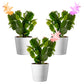 Christmas Cactus Plant, 4-Inch Pot, Pack of 3, Stylish Pot Cover Included, Indoor Houseplant, Assorted Colors Growers Choice