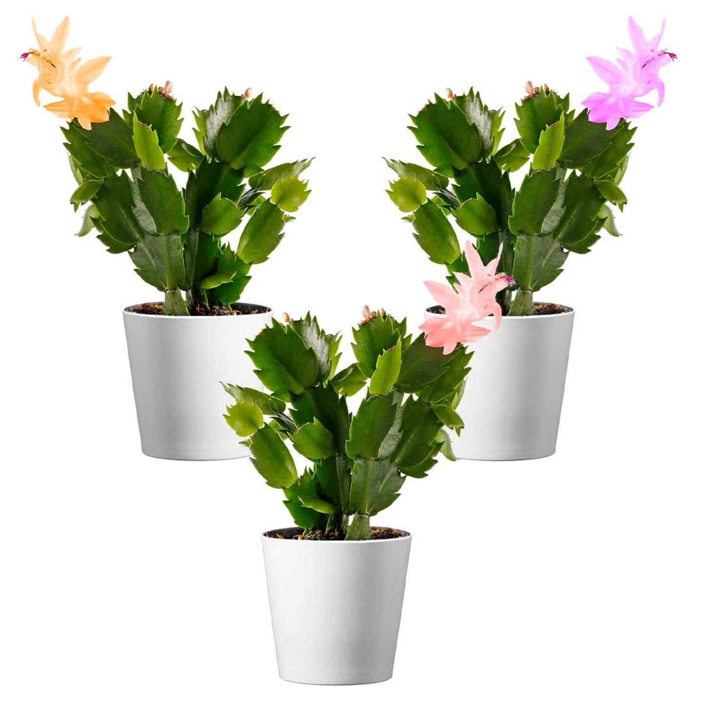 Christmas Cactus Plant, 4-Inch Pot, Pack of 3, Stylish Pot Cover Included, Indoor Houseplant, Assorted Colors Growers Choice
