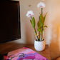 Dendrobium Orchid, 4" Pot, Growers Choice Color