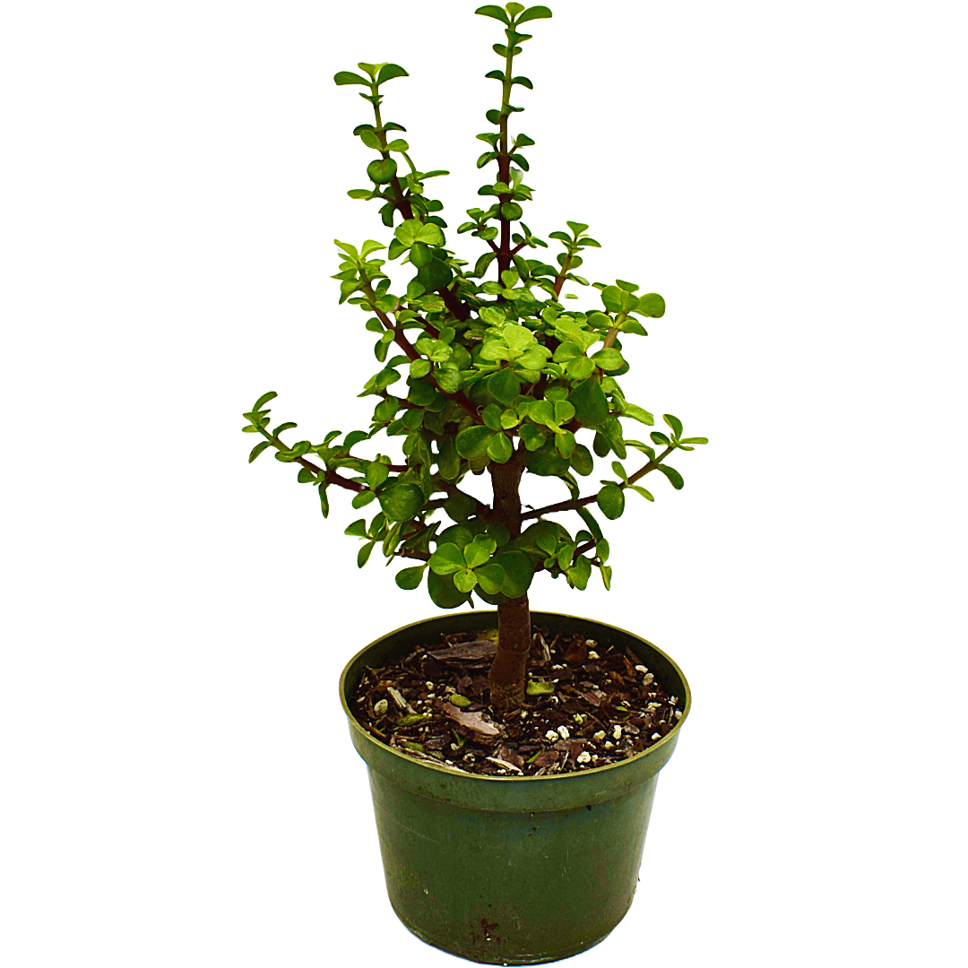 buy pre bonsai trees Dwarf Jade Bonsai Tree, 6" Pot