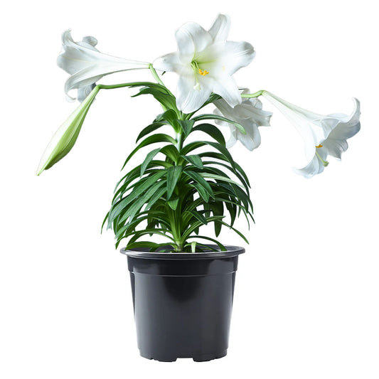 Easter Lily, 6" Pot
