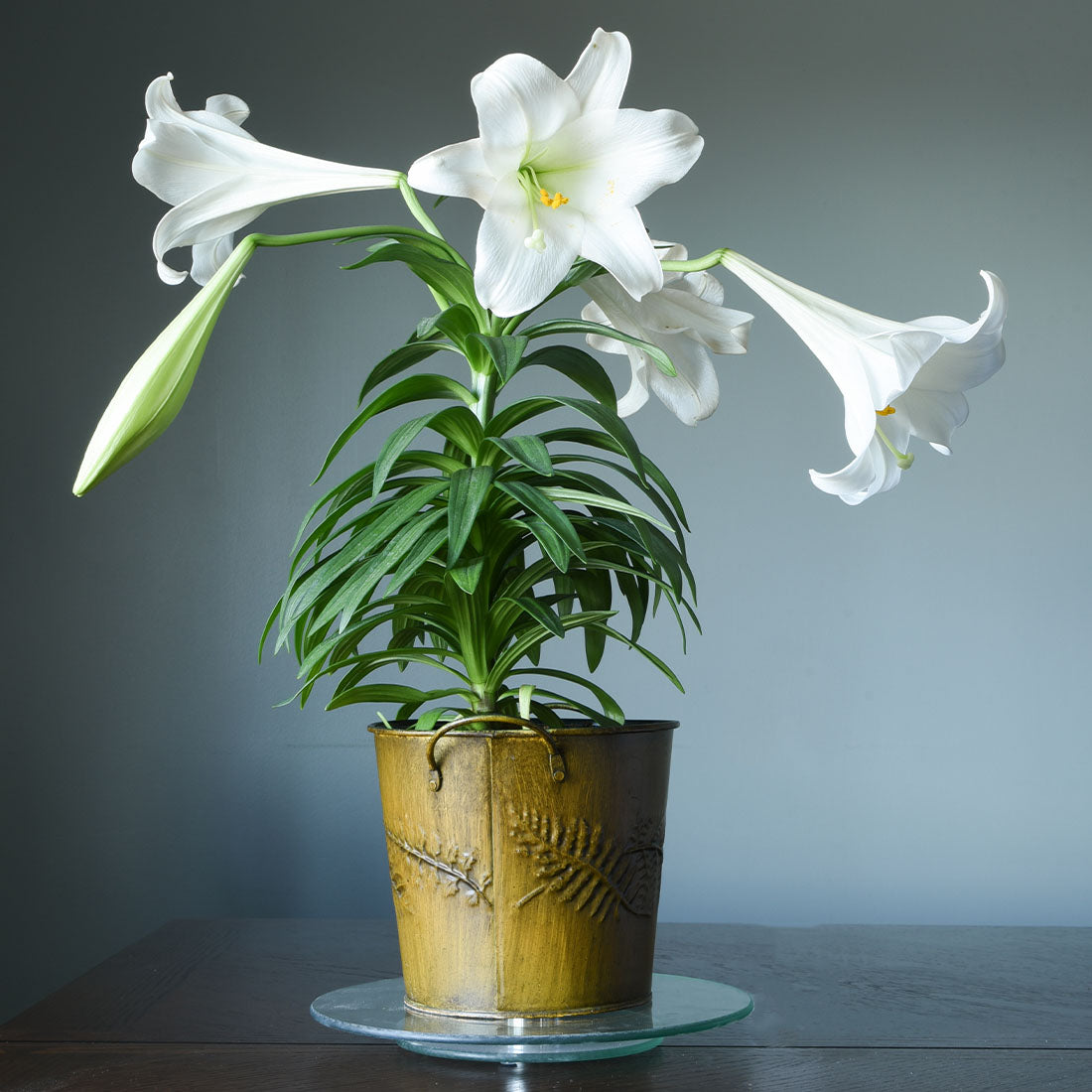 Easter Lily, 6" Pot