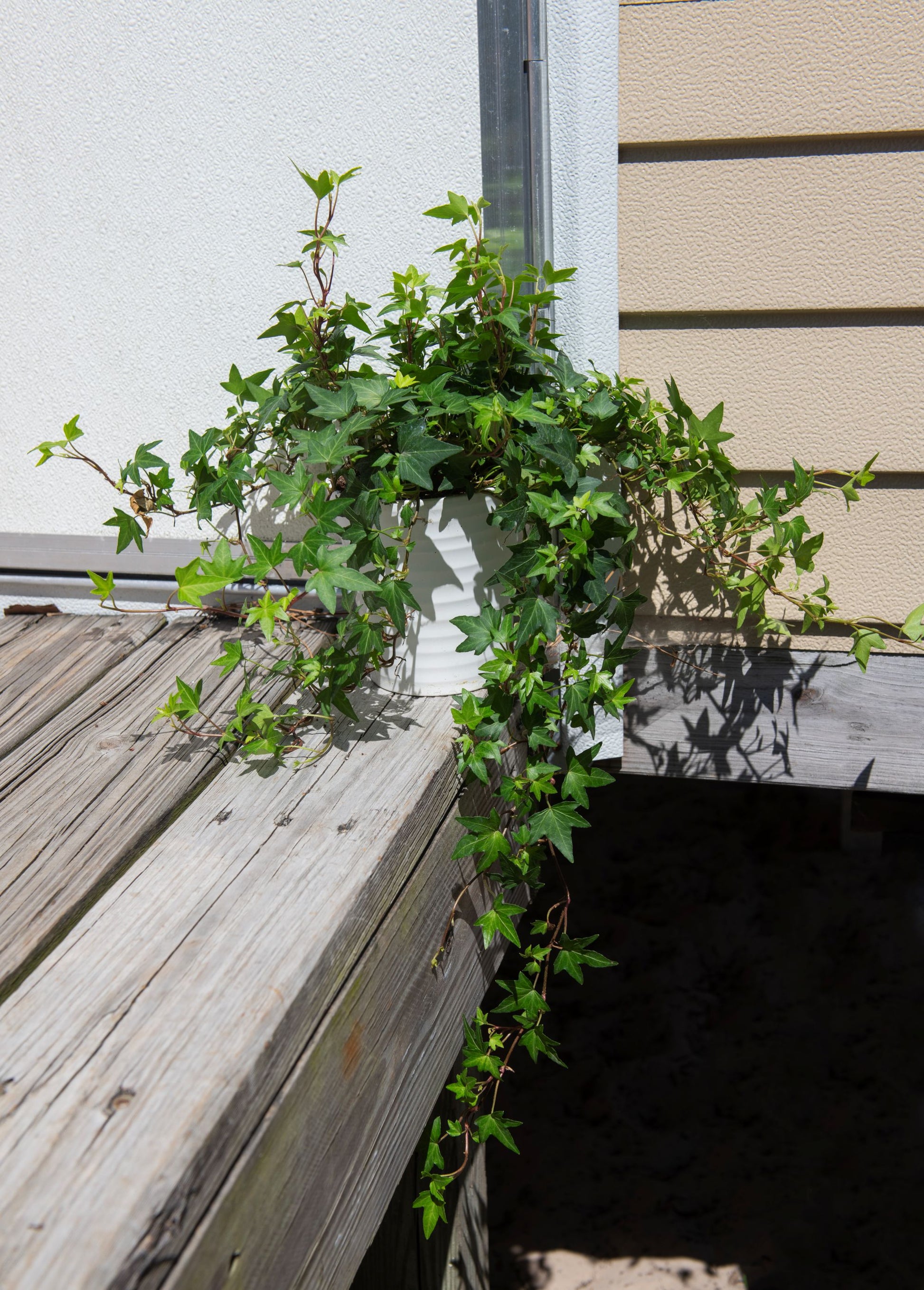 ivy vine indoor plant English Ivy Elegant Trailing Vine Live Plant, Indoor/Outdoor Air Purif – AmericanPlantExchange