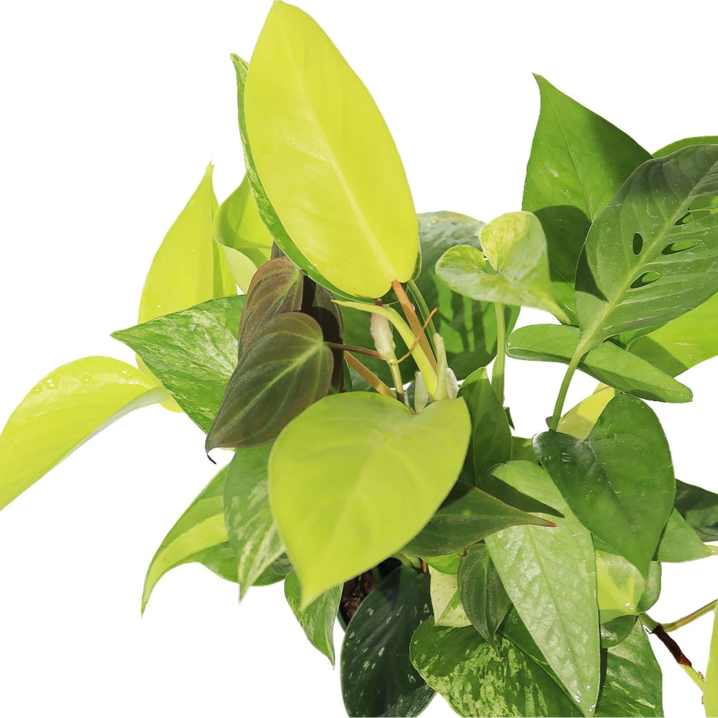 Exotic Foliage Dish Garden Combination, 4" Pot