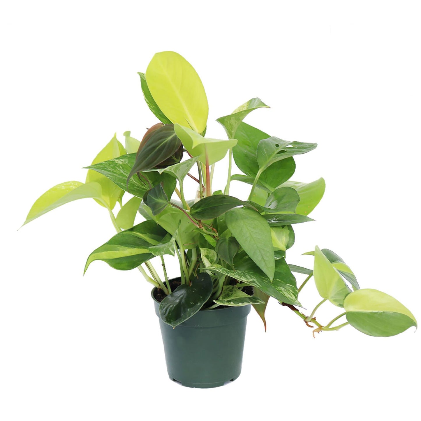 Exotic Foliage Dish Garden Combination, 4" Pot