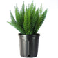 Fern Foxtail, 10" Pot