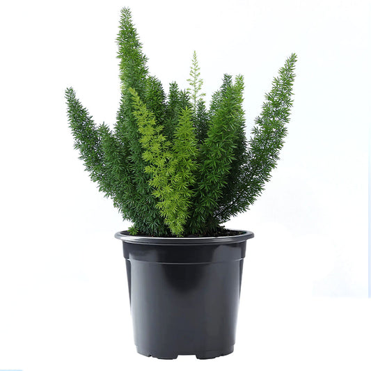 Foxtail Fern, 6" Pot