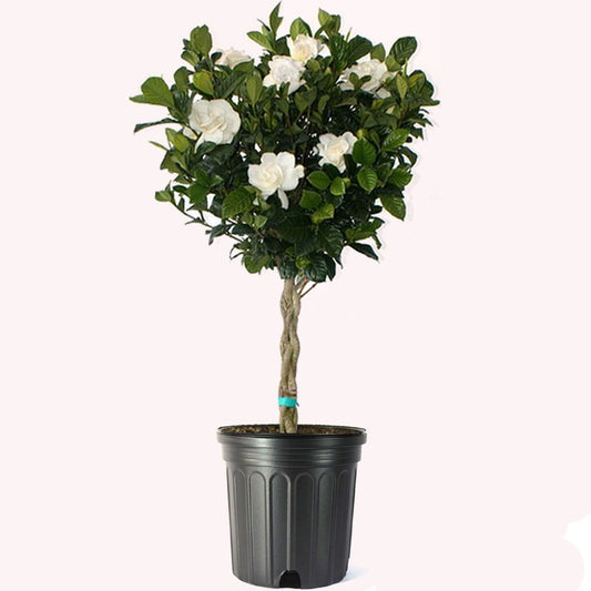 Gardenia Veitchii Tree Live Plant, 8" Pot, Fragrant Flowering Tree