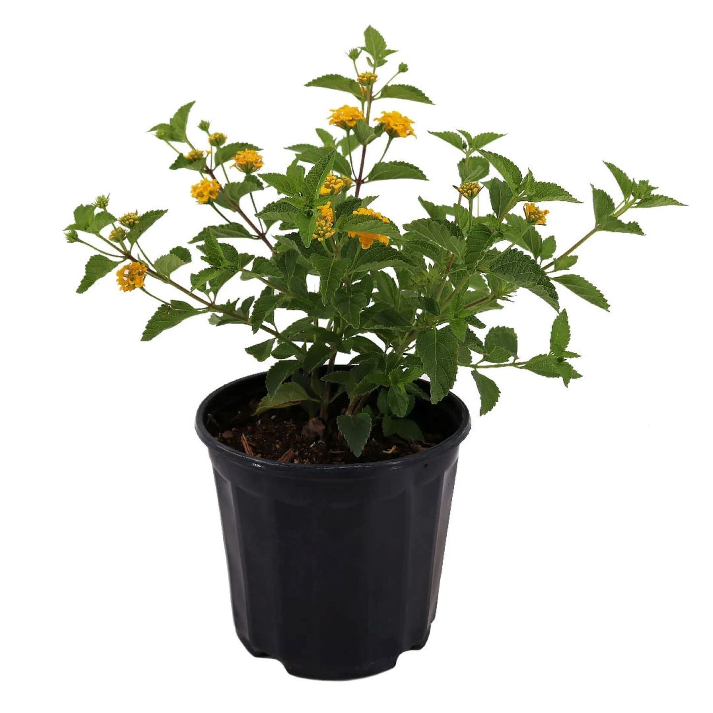 Gold Lantana, 6" Pot, Bright Yellow Flowers