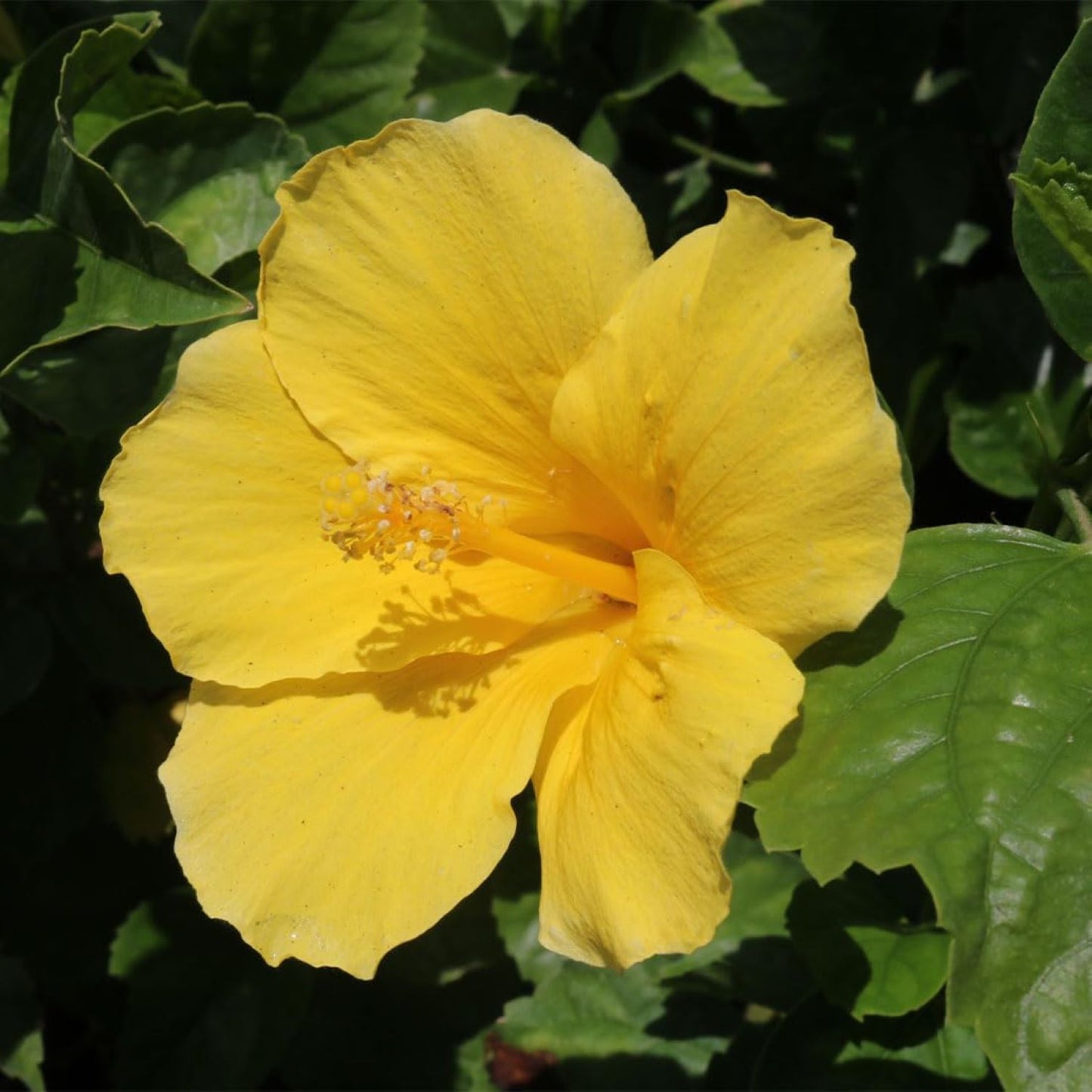 Tropical Hibiscus Yellow Blooms, 10" Pots