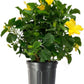 Tropical Hibiscus Yellow Blooms, 10" Pots