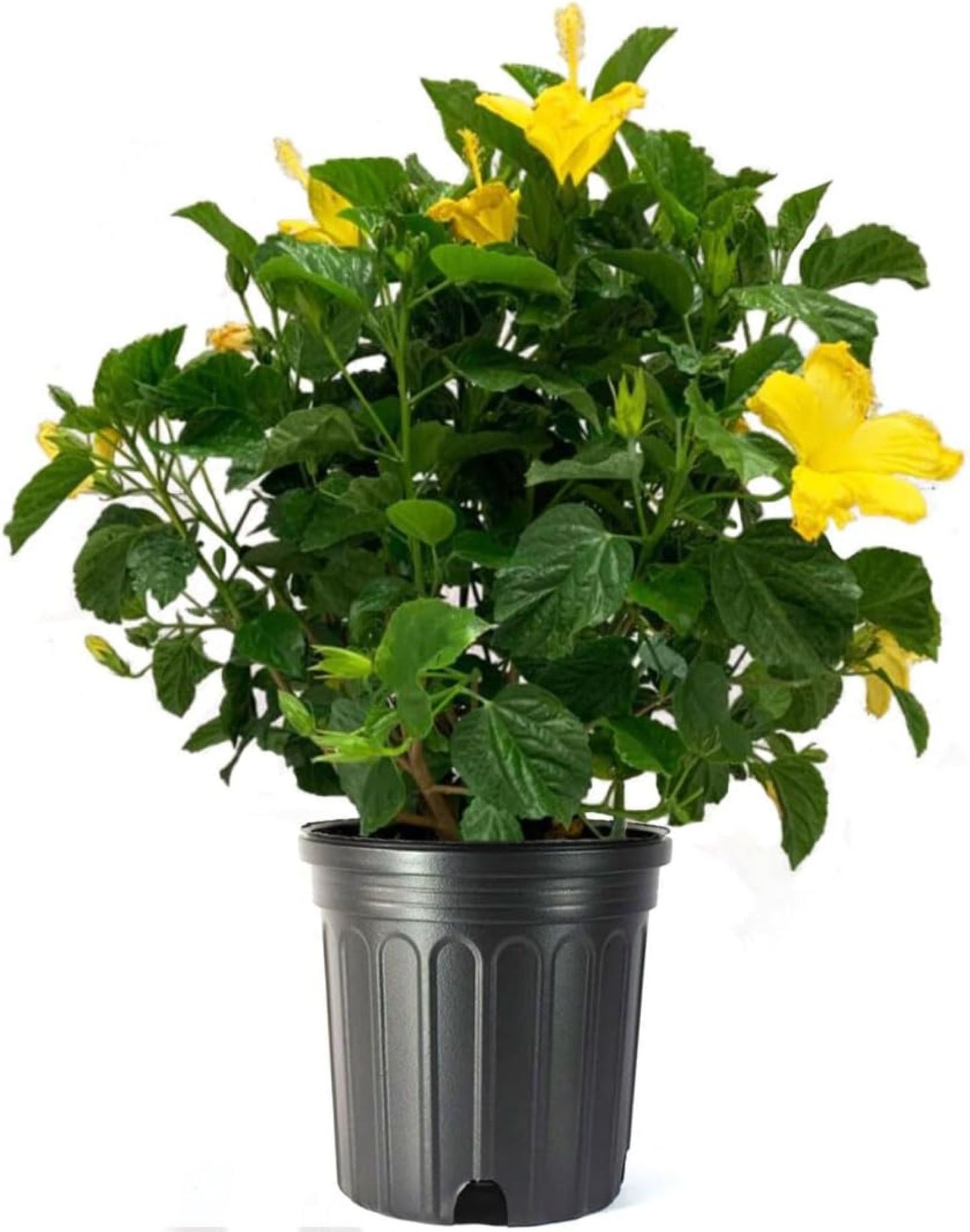 Tropical Hibiscus Yellow Blooms, 10" Pots