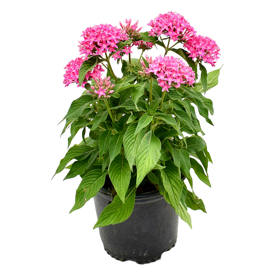 Honey Cluster Penta, 6" Pot, Light Pink Blooms