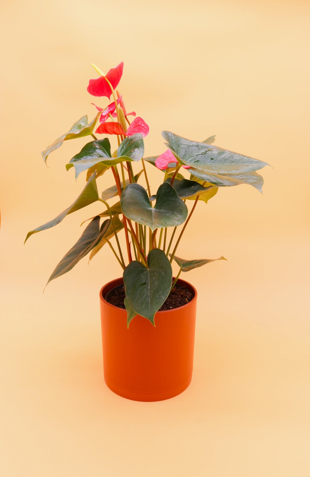 Anthurium Red, 6" Pot
