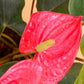 Anthurium Red, 6" Pot