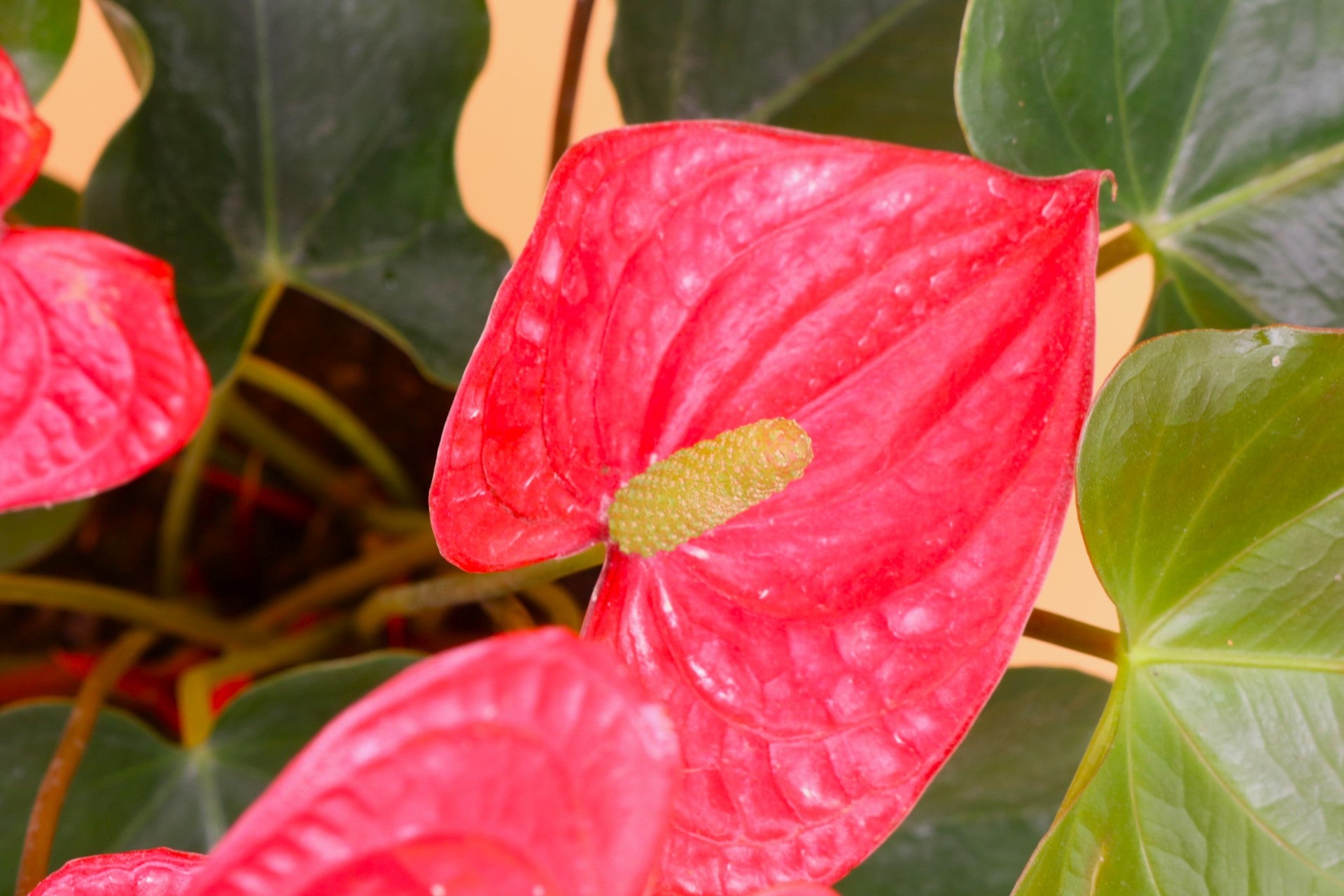 anthurium red bloom Red Anthurium Flamingo Flower, 6-Inch Pot