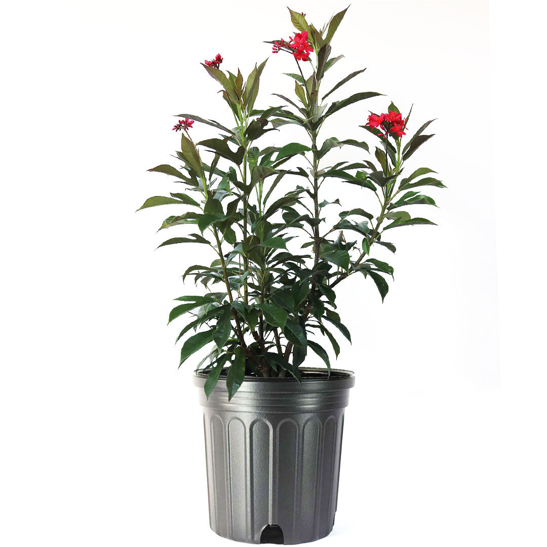 Jatropha Bush, Red Flowering Privacy Hedge, 10" Pot