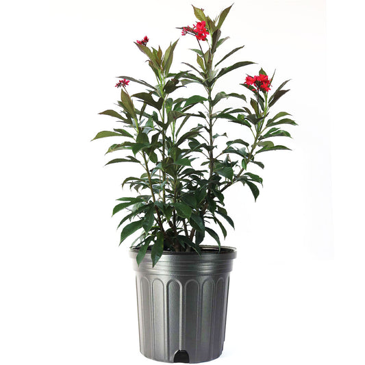 Jatropha Bush, Red Flowering Privacy Hedge, 10" Pot