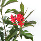 Jatropha Bush, Red Flowering Privacy Hedge, 10" Pot