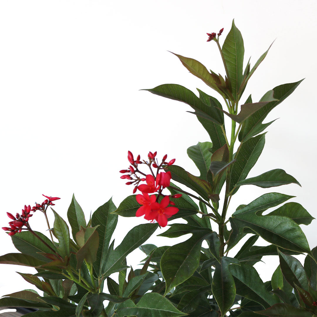 Jatropha Bush, Red Flowering Privacy Hedge, 10" Pot