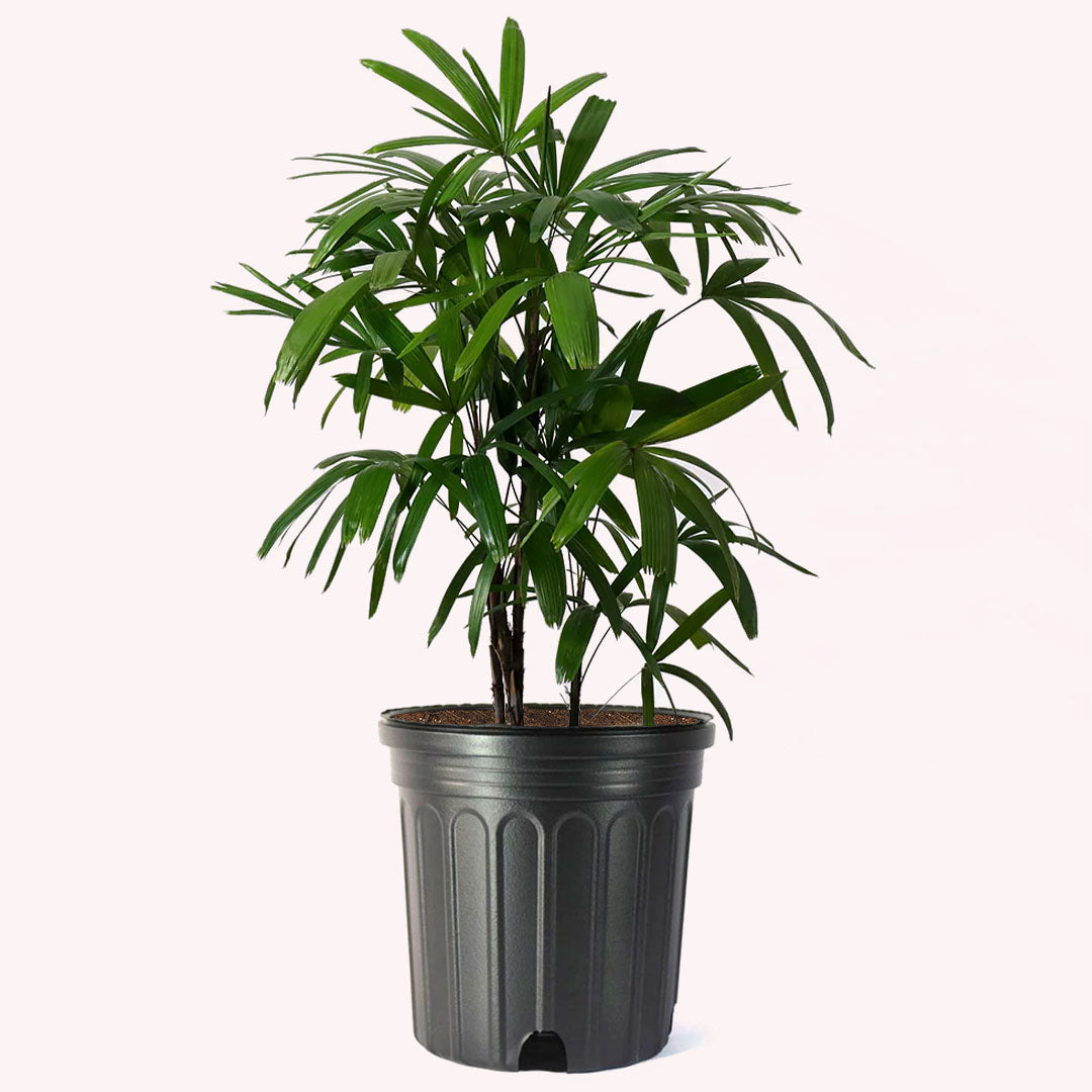 Lady Palm Rhapis Excelsa, 10" Pot