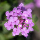 Lavender Lantana, 6" Pot, Purple Flowers