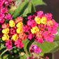 Confetti Lantana, 6" Pot, Multicolor Blooms
