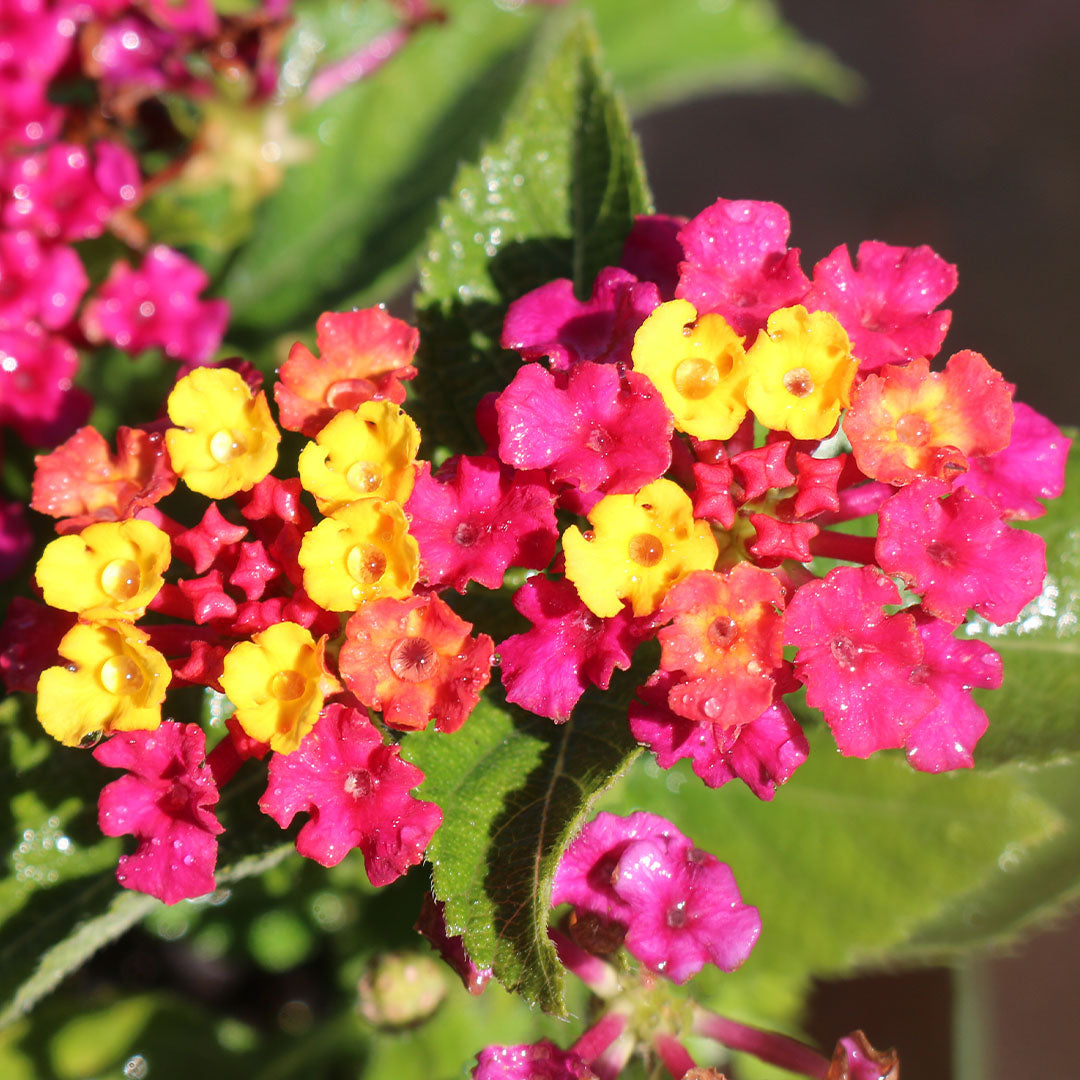 Confetti Lantana, 6" Pot, Multicolor Blooms