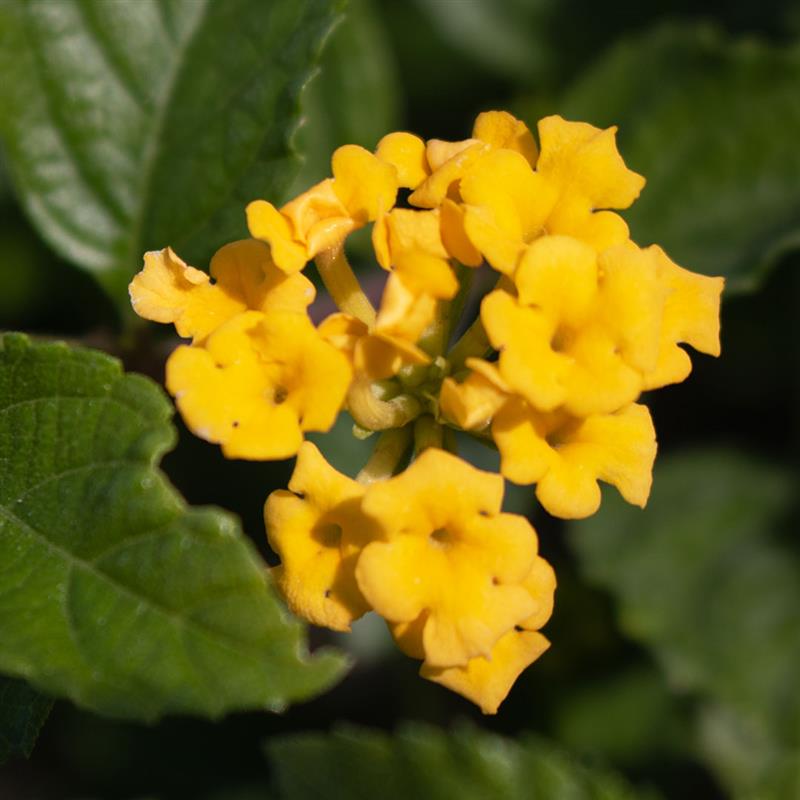 Gold Lantana, 6" Pot, Bright Yellow Flowers