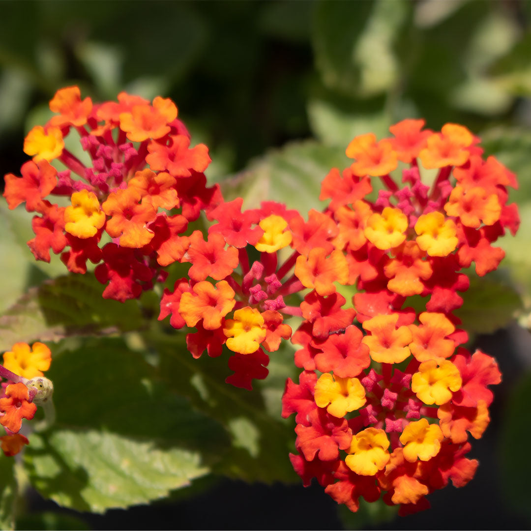 Dallas Red Lantana - Thumbnail 3