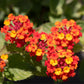 Dallas Red Lantana, 6" Pot, Red-Orange Blooms