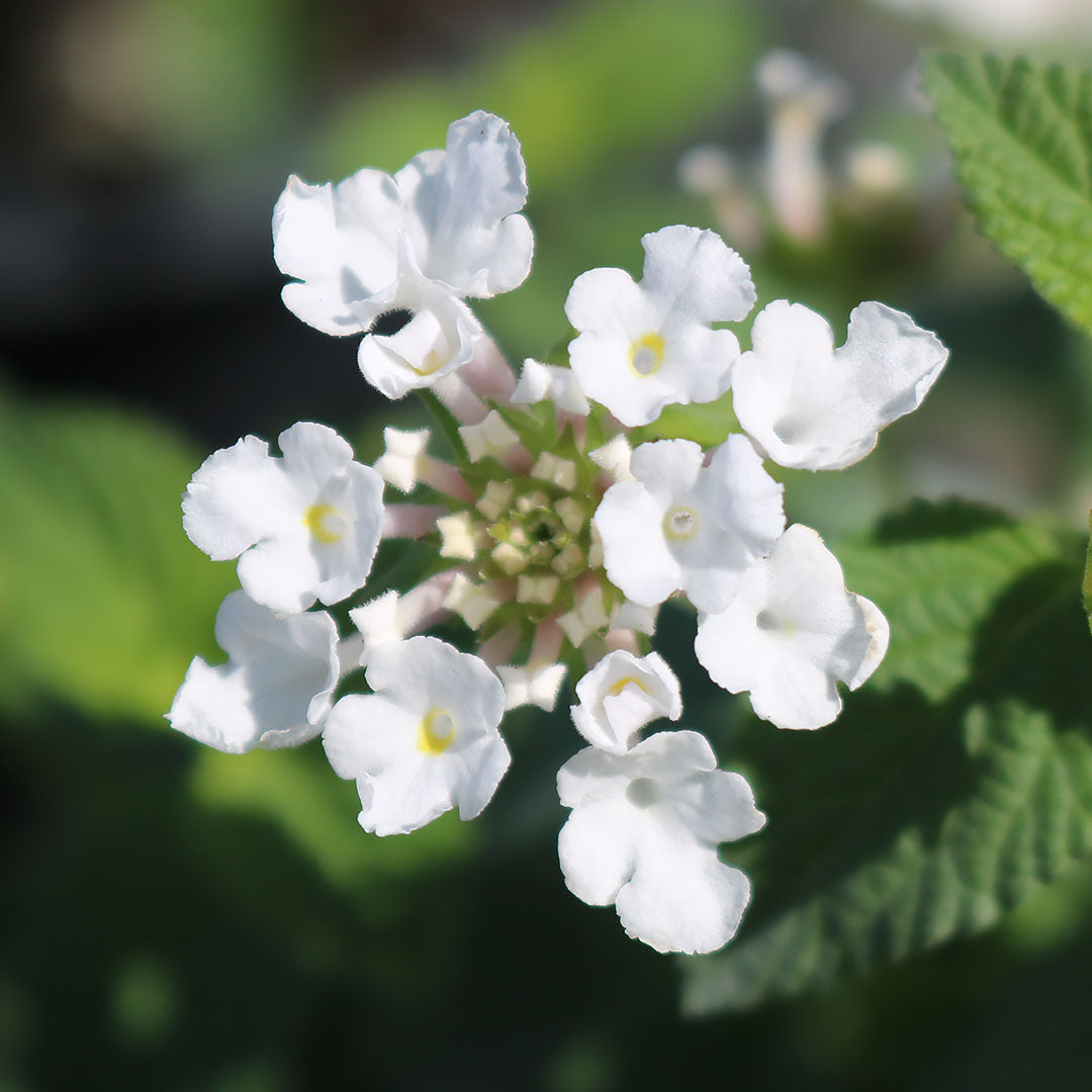 White Lightning Lantana - Thumbnail 2