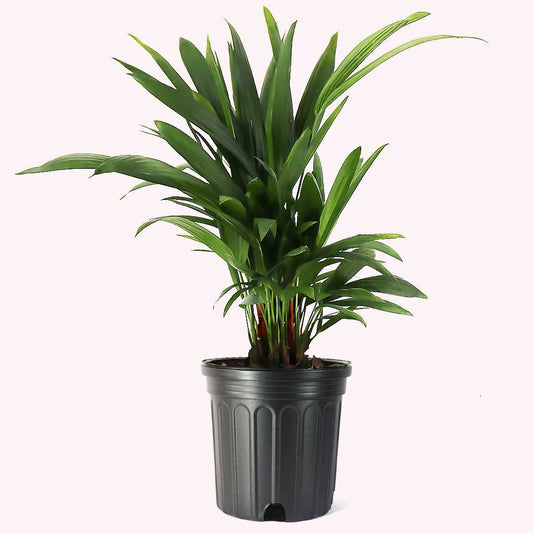 Lipstick Palm, 10" Pot