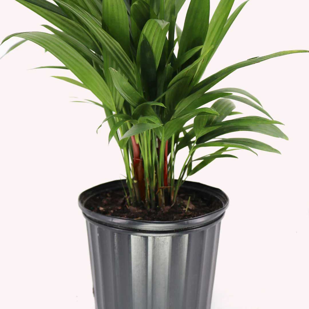 Lipstick Palm, 10" Pot