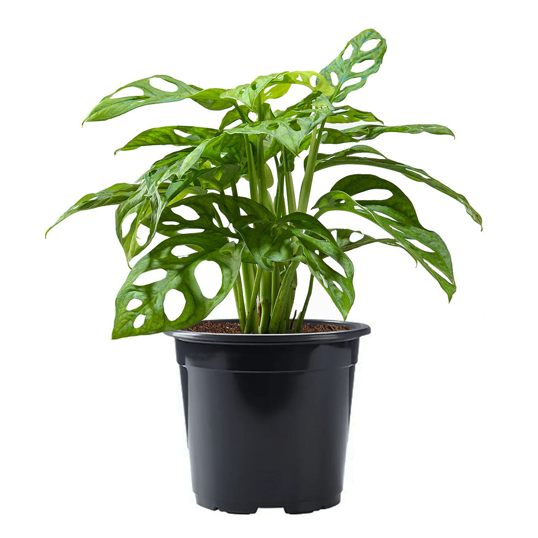 Monstera Adansonii Swiss Cheese Vine, 6" Pot