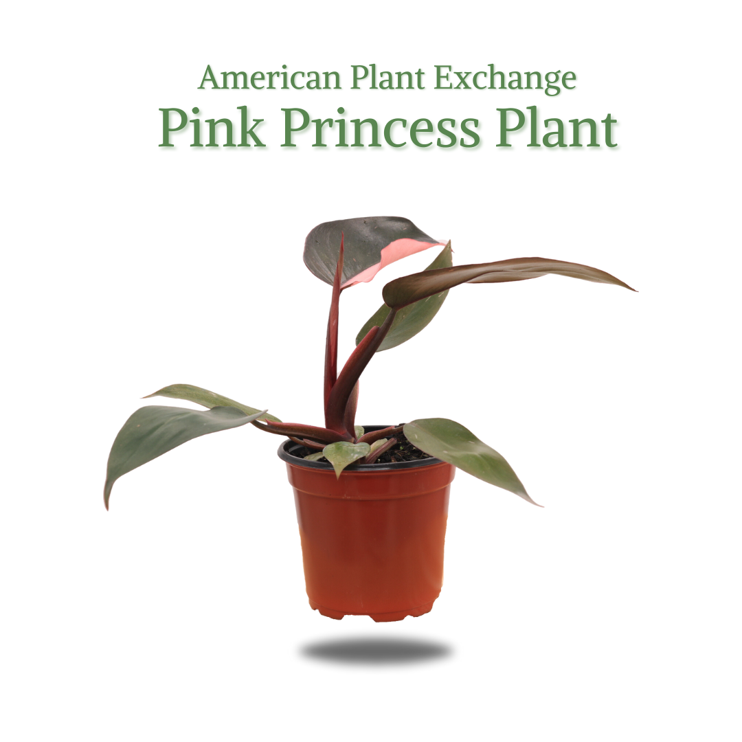 Pink Philo Buy Philodendron Pink Princess Live Plant | American Plant Exchange ...